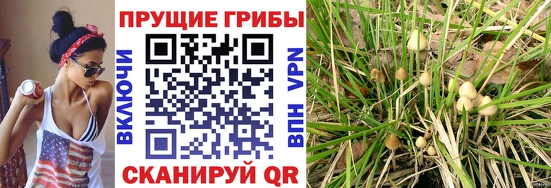 Псилоцибиновые грибы мухоморы  где купить наркотик  ссылка на мегу вход  Каменск-Шахтинский 
