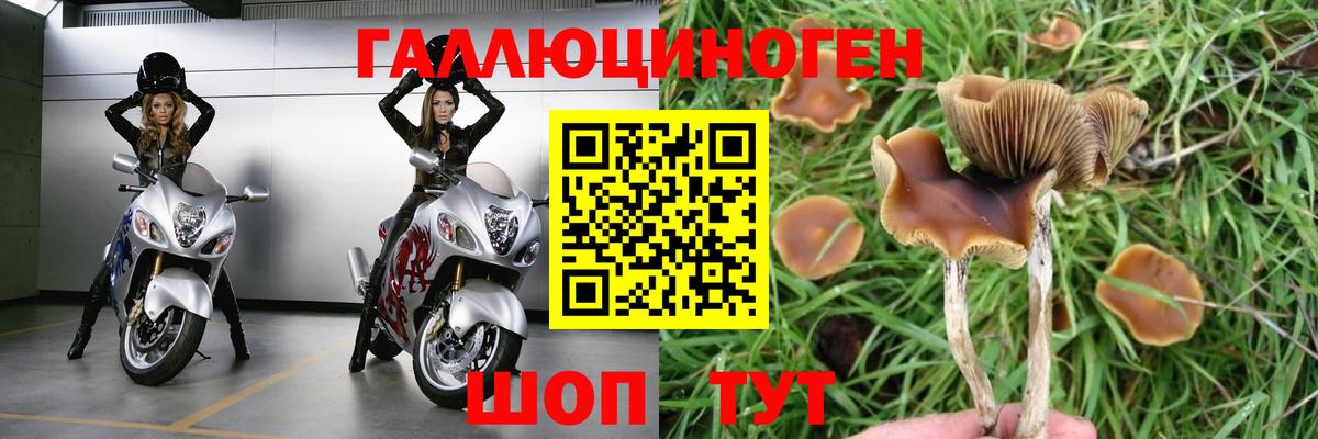 Галлюциногенные грибы MAGIC MUSHROOMS  Псилоцибиновые грибы Psilocybe  Каменск-Шахтинский 